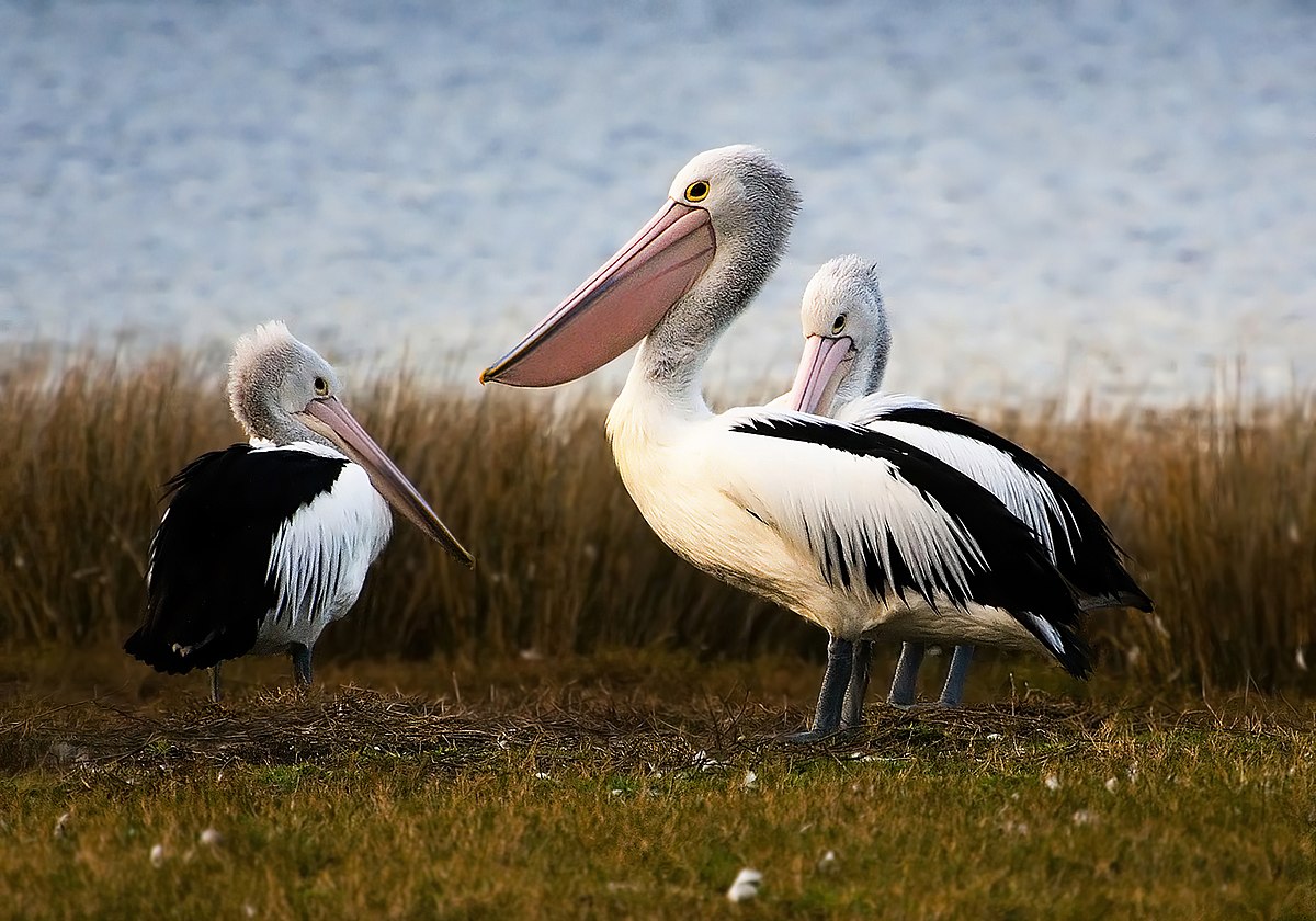 Dalgalar, rüzgar ve süzülen pelikanlar arasındaki karmaşık dans keşfedildi
