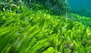 Yetiştirilen deniz yosunu, insan sağlığını ve deniz yaşamını rahatsız eden fazla besin maddelerini emebilir