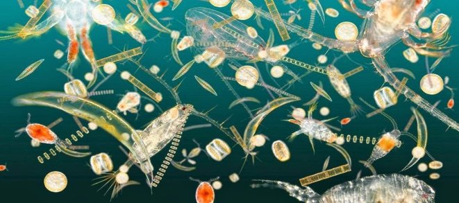 Okyanus ekosistemi stresinin küresel biyosensörleri olarak kullanılan plankton genomları